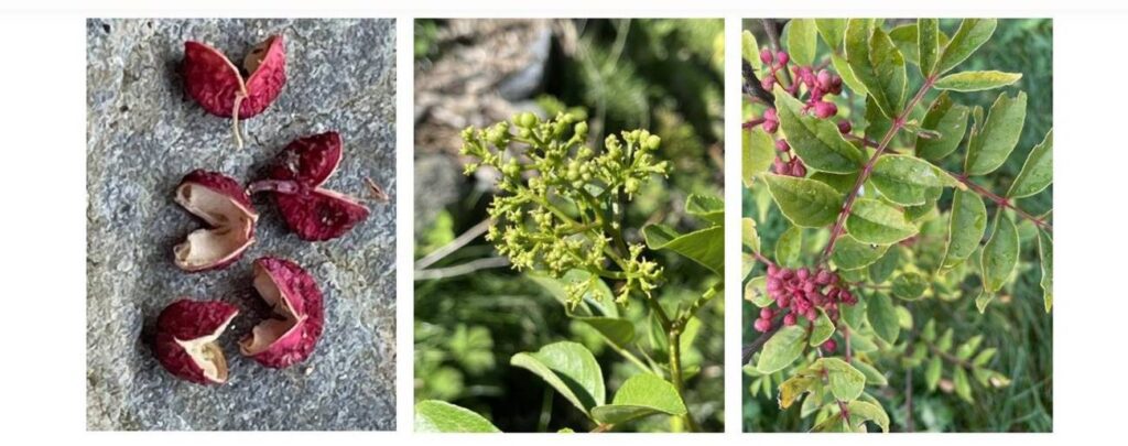 Courchevel Pepper: A Gastronomic Revolution