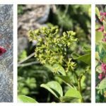 Courchevel Pepper: A Gastronomic Revolution