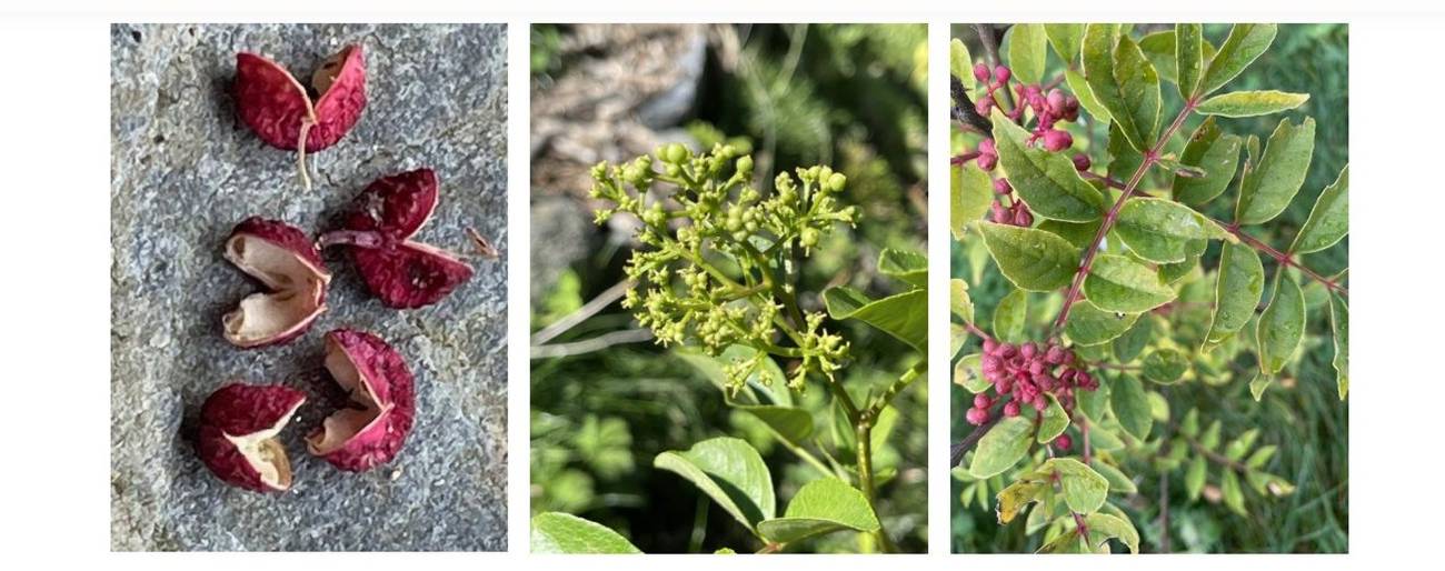 Courchevel Pepper: A Gastronomic Revolution